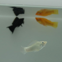 Black Mary Mary fish Swordtail fish Gold and Silver Black Mary tropical live ornamental fish viviparous freshwater fish live