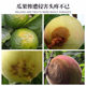 Armyworm Ball Luffa Fruit Fly Sticker Fly Ball Needle Bee Wasp Color Attractant Fruit Fly Trap Double-sided Yellow Board Paper