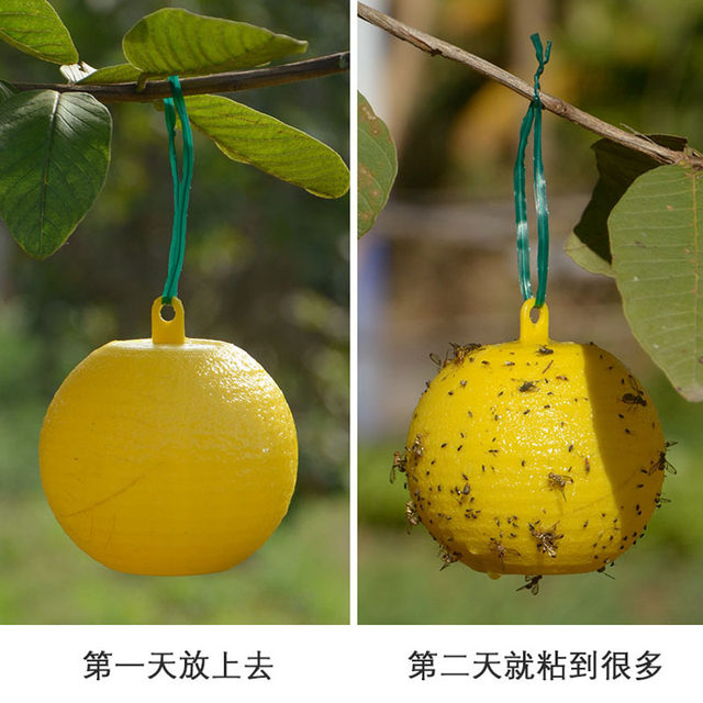 Armyworm Ball Luffa Fruit Fly Sticker Fly Ball Needle Bee Wasp Color Attractant Fruit Fly Trap Double-sided Yellow Board Paper