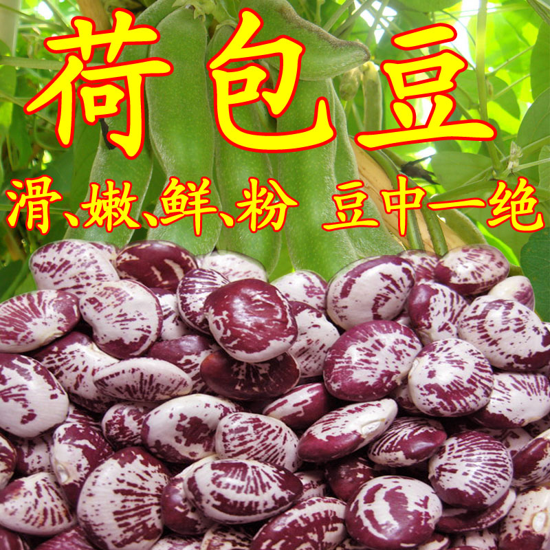 Pocketbean Kidney Bean Emperor Bean Kidney Beans Emperor Bean bean Beans Pot Soup Bully King Flowers Gordon Eurygordon Partner 500 gr