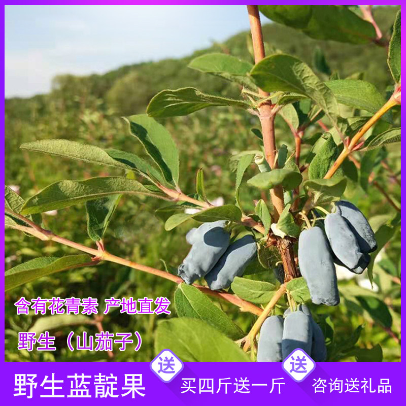 2021 Fresh Wild Blue Indigo Fresh Mountain Eggplant Goat Milky Black Blind Biliary Non Blueberry Fruit 500g