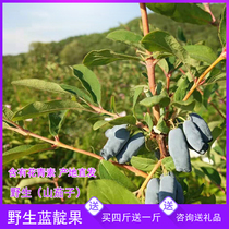 2022 Fresh wild blue indigo fresh goat tits black blind black and black black and non blueberry fruit 500g