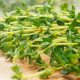 Fresh Thyme Herbs 100g, Not Rosemary, Spices for Western Cuisine, Cake and Cocktail Garnish