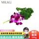 Yanglan Set Fresh Orchids 250g Loose-Packed for Plating Decoration, Flowers for Hot Pot Garnish