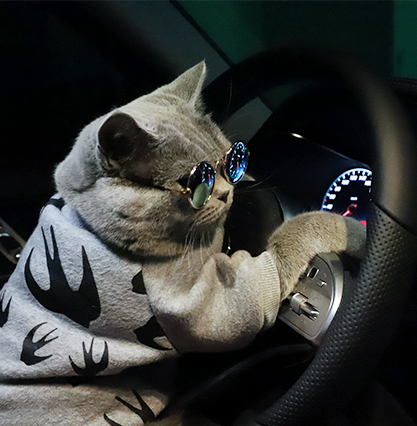 Pet Tide Brand Cat Clothes Fall/Winter Thin Velvet Breathable Puppy Wei Yi Fa Dou Teddy Blue Cat Dog Clothes