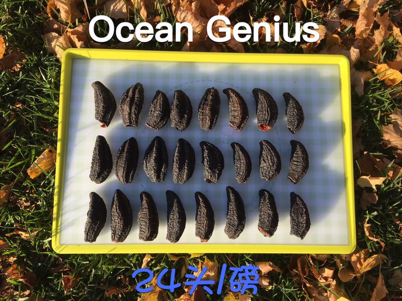 Canadian Arctic geniuAA class 24 head sea cucumber top grade with gluten pure dry wild ginseng age 8 years spot