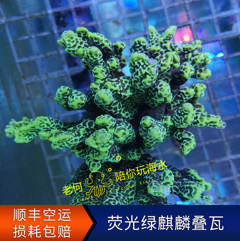 Fluorescent Green Kirin Stack Vaulter Broken Branch Broken branch Indonesia M belongs to new hand trial Water LPS SPS Stiff Bone Coral