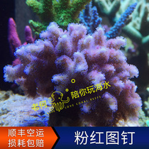 Pink Red Picture Nail Coral Breaking Branch Broken branch P belongs to new hand trial Water artificial LPS SPS Stiff Bone Coral