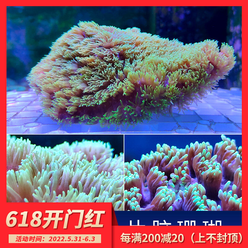 Piece Brain Coral LPS Software Turf Fluorescent Coral Sea Water Cylinder Real Body Artificial Propagation Broken Limb