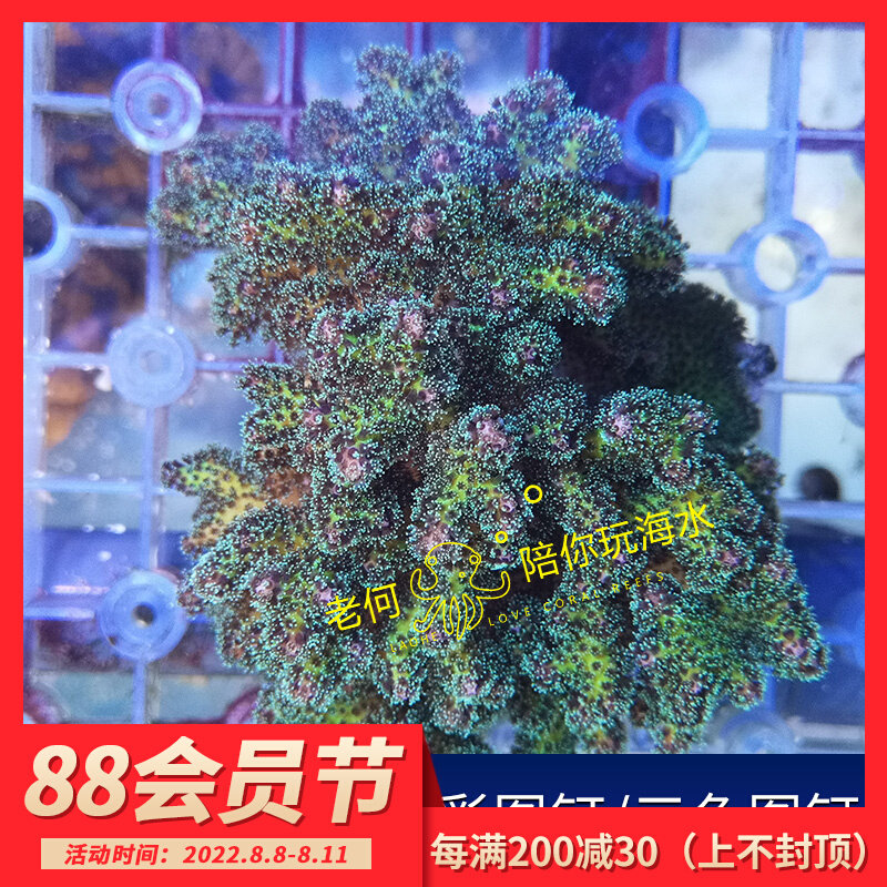 Fantasy color pattern nail Tricolor nail branch amputation branch branch P test water artificial LPS SPS hard bone coral