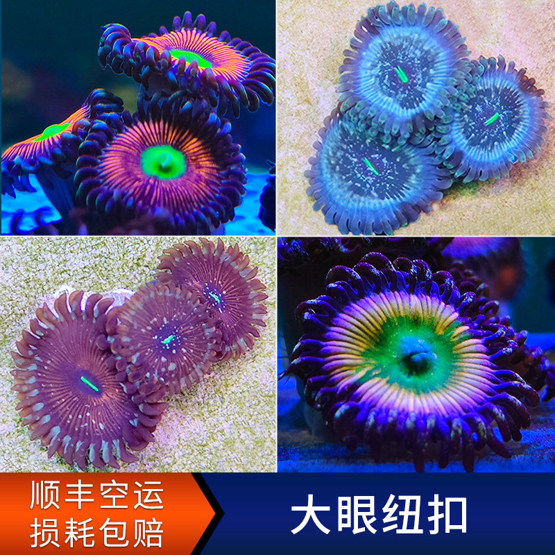 Allen's Eye Juice Mr. Cocktail Spotlight Spray Big Eye Button Massive Coral Cylinder Software