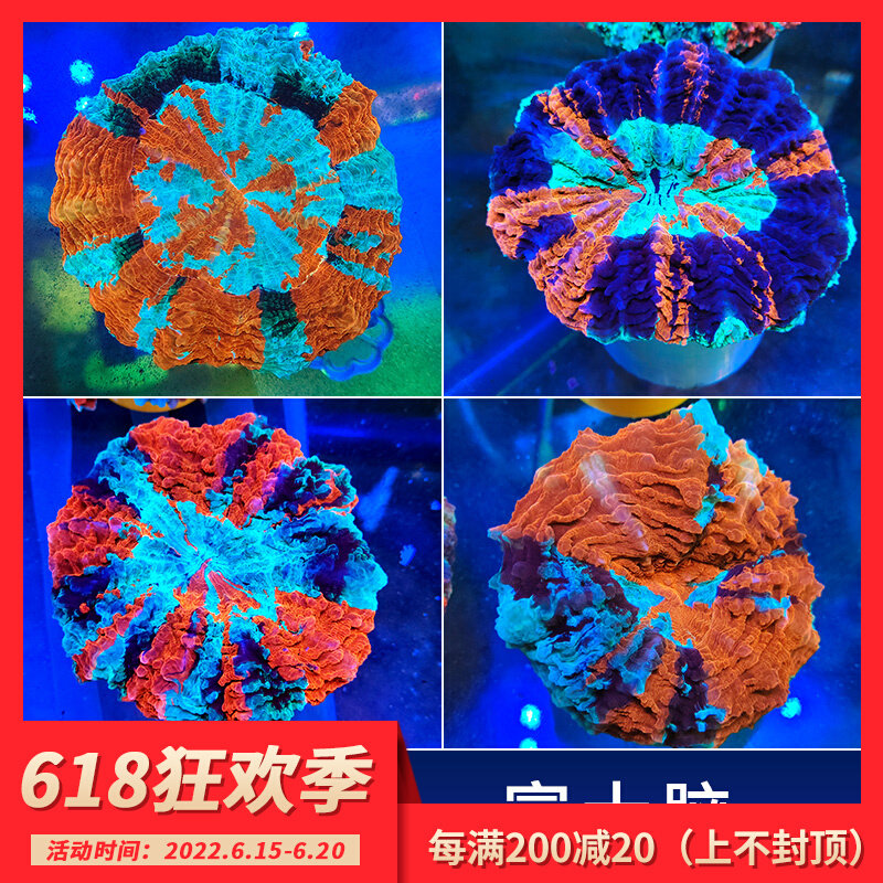Oil color Fuji brain coral LPS software gorgeous and colorful coral sea water cylinder real body living things brain software broken limbs