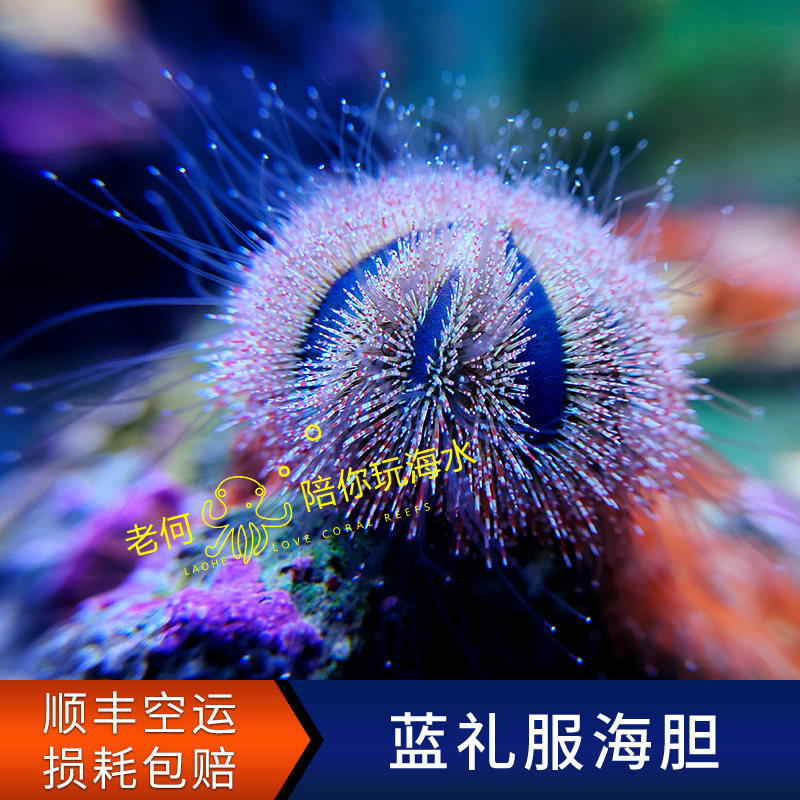 Blue gown sea urchin Algae Sea Water Tank Fish Tank Remover Living with Algae Removal Algae Cleaning Tools Bio