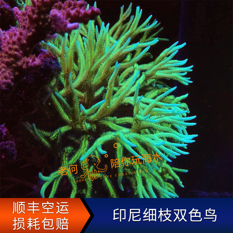 Indonesian Fine Branches Bicolor Bird Coral Break Branch Broken branch P genus Bird's nest Artificial LPS SPS Stiff Bone Coral