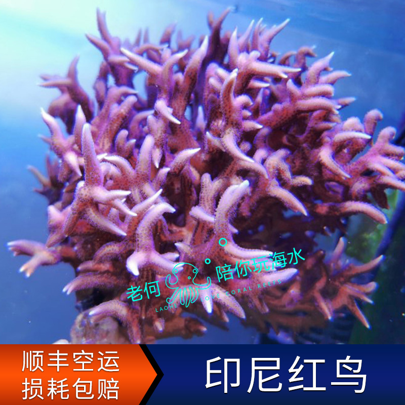 Indonesia Thin Branches Red Bird Coral Break Branch Broken branch P genus Bird's nest Trial Water Artificial LPS SPS Stiff Bone Coral
