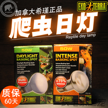 Shijin Lu Tortoise lu tortoise water turtle reptile UVA day light soft light night light West beware