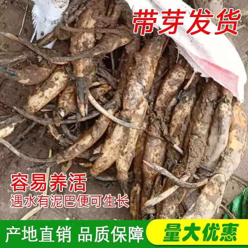 10 space lotus root seedlings lotus seedlings Xiang lotus root seedlings large ornamental potted lotus seedlings edible seedlings with buds