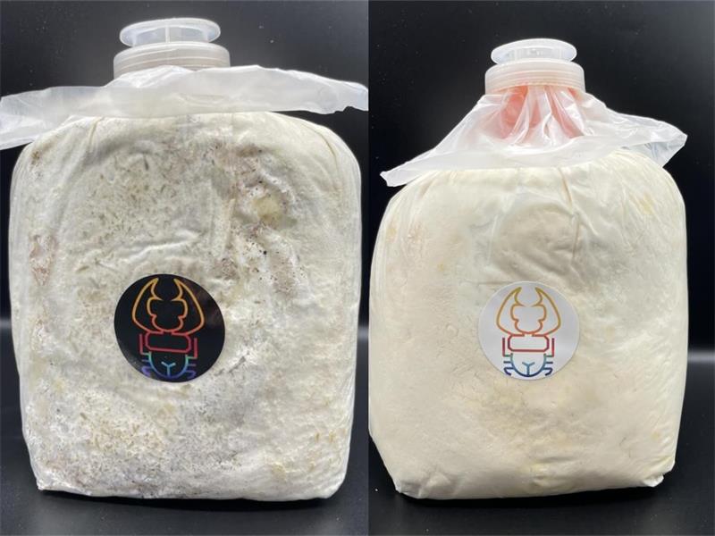 Stock 2000ml Yuanqi bacteria pack (adult larvae Beetle fungus bag bottle)