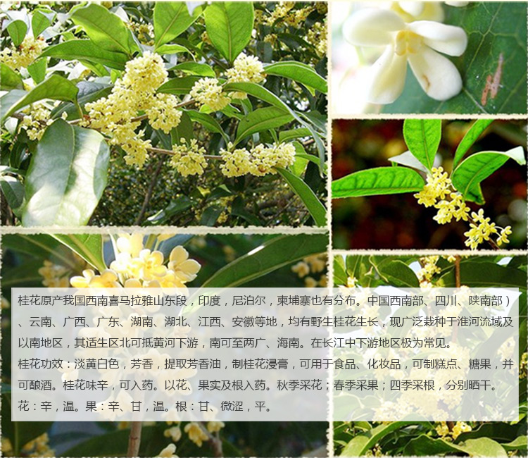 Tinh dầu Osmanthus 10ml chăm sóc da đơn phương Dầu osmanthus mặt tự nhiên hương liệu làm đẹp thẩm mỹ viện massage giữ ẩm - Tinh dầu điều trị tinh dầu long não