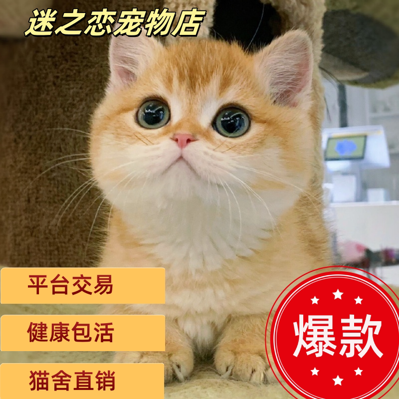中华田园猫幼猫领养推荐!正宗橘猫奶牛猫三花猫抓鼠能手家养猫咪-猫咪-淘宝好物网