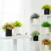Such as a flower blooming simulation flower pot planting ornaments Fake green plants Living room indoor windowsill plant decoration Bonsai study Lyndhurst