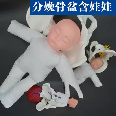 School for pregnant women Yoga College childbirth pelvis with placenta with umbilical cord newborn baby female midwifery pelvis