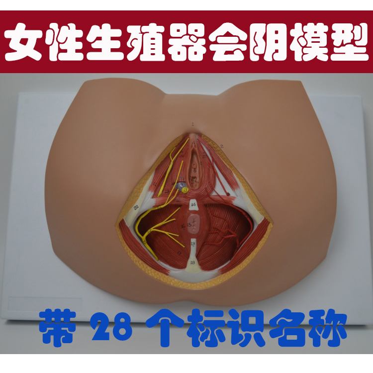 Model of female genital vulva structure With 28 site identification will yin vascular nerve division structure