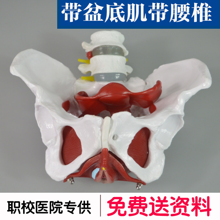 女性骨盆示教模型GP504 带腰椎盆底肌教学展示 教育用解剖模型 适合14岁以上