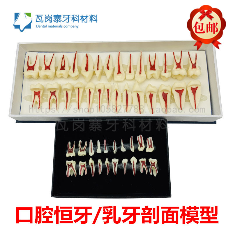 牙科口腔模型 28颗恒牙剖面牙齿模型 乳牙剖面展示模型 教学演示