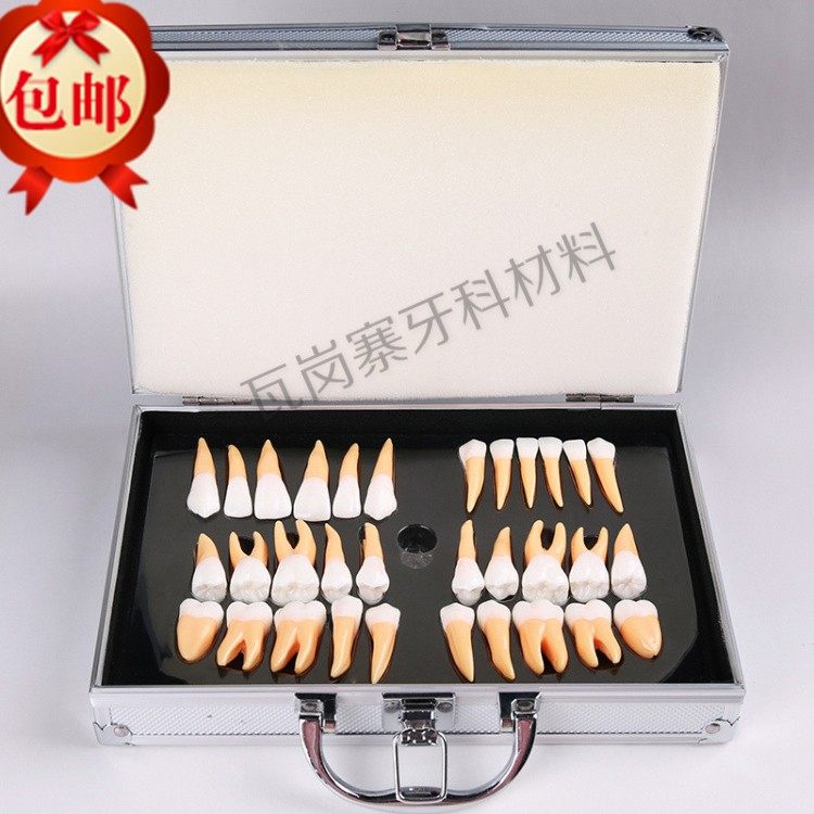 牙科口腔教学培训 32颗牙粒医患沟通 2.5倍双色恒牙离体模型 包邮