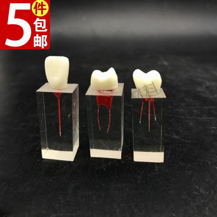 牙科根管模型根管牙粒块 练习机扩根充考试实验课练习根管5件包邮