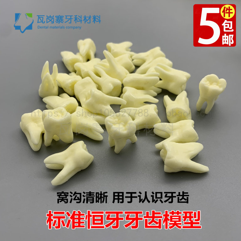 牙科口腔模型 标准成人牙齿 恒牙模型有牙根仿真离体牙牙齿散牙粒