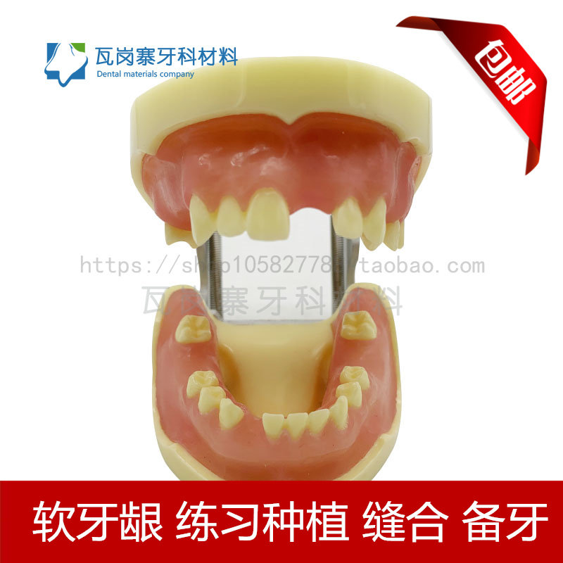 牙科种植 上下缺失练习切开种植缝合仿骨质牙齿模型 上颌窦提升术