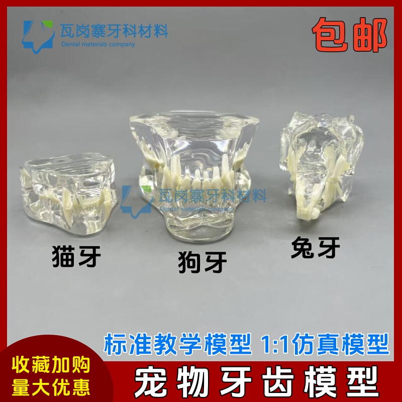 Oral Canine Dental Model Teaching Demonstration Veterinary Pet Dental Model Transparent Dog Teeth Cat Teeth Animal Simulation Tooth Mold