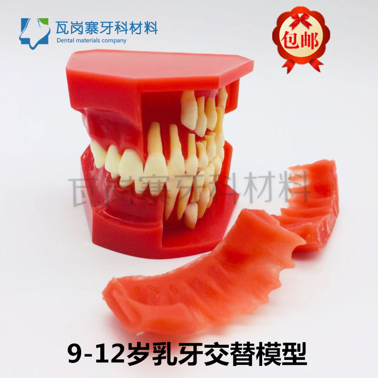 口腔模型 乳恒牙交替展示模型牙科模型儿童乳牙交替模型 包邮