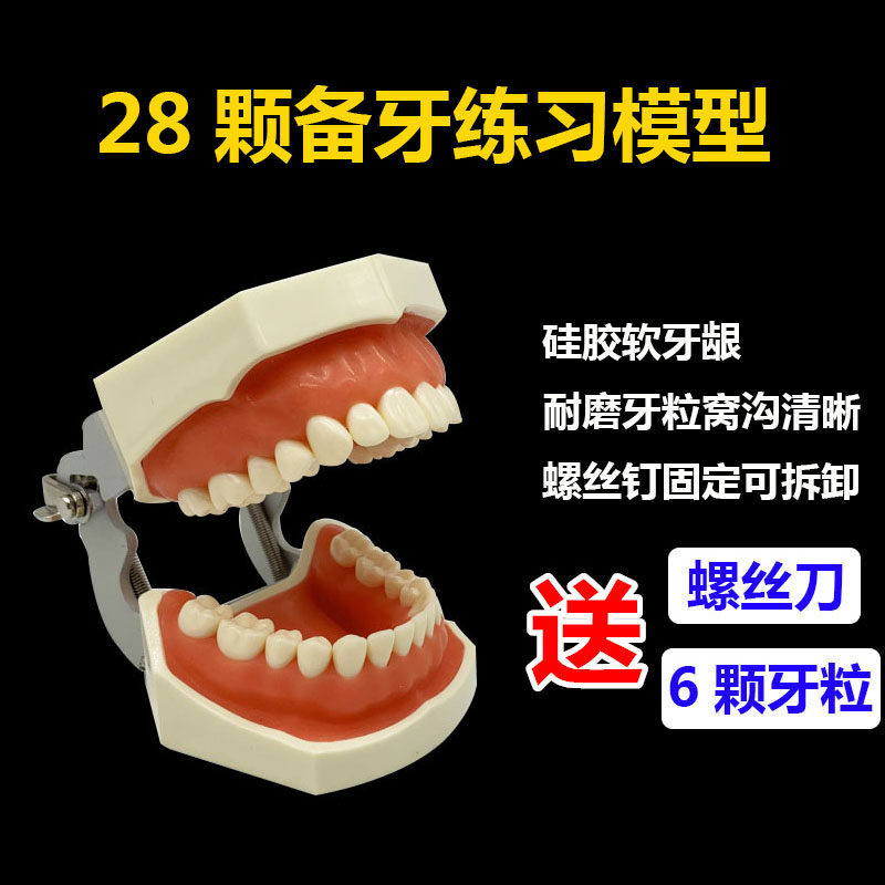 牙科备牙模型考试 练习制备窝洞嵌体冠 可拆卸牙齿排龈送6颗牙粒