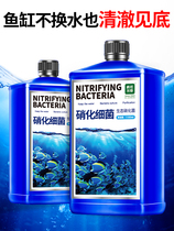 Nitrifying bacteria Fish tank fish farming supplies Digestion nitrifying aquarium purification water quality stabilizer Water purifier Nitrifying bacteria