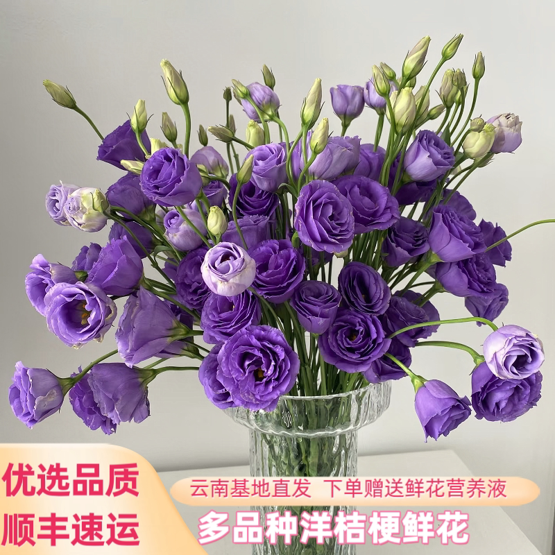 Multiple Varieties of Fresh Lisianthus Flowers, Purple Lisianthus with Long Flowering Period, Free Shipping Via Sf Express, Direct Delivery from Yunnan Base, Suitable for Water-Cultured Flower Arrangements