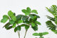 Simulated oak rubber tree fake rubber tree green plant potted plant simulated green plant shop window decoration