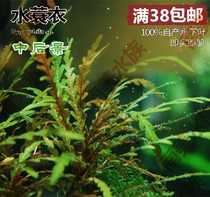 South American Water Community Rain Rift Water Coat Water Grass Serrated Bright Willow Living Water Grass Underwater leaf straw cylinder building View back View