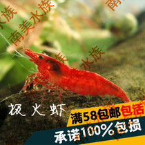 South American water community Rush Shrimp Roast Lacquer Polar Fire Shrimp Red Shrimp Flame Shrimp Ornamental Tool Clear Algae Shrimp Tools Live Shrimp