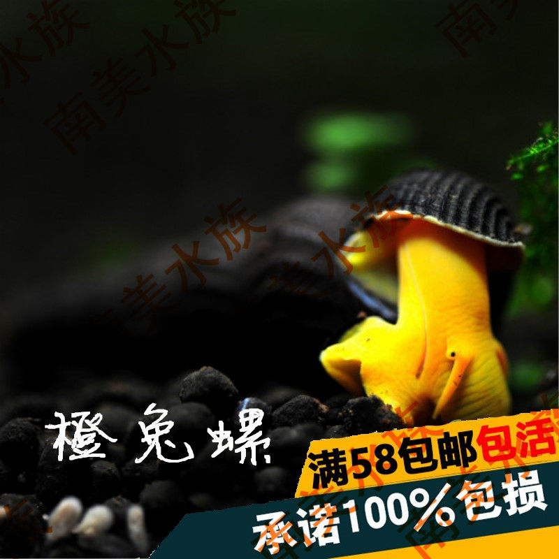 South American aquatic community Orange Rabbit snail Sulawesi snail rabbit snails to admire the snail and remove the algae.