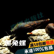South American Aquarium Society domestic black rabbit snail freshwater ornamental pet tool living snail has strong resistance to low temperature algae removal