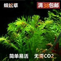 South American water ethnic group Centipede Grass Easy To Raise and Good Living Lazy People Water Grass Living Real Water Grass Negative Grass