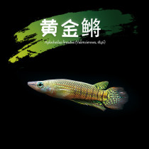 South American Aquatic Society Gold Medaka Freshwater Tropical Ornamental Lamp Indian Small Gold Gentian Koshui Straw Cylinder Small Living Fish