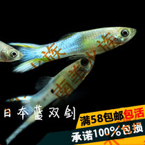 South American aquarium Japanese blue swordfish blue swordfish blue swordfish fish Blue swordfish fish ornamental fish live fish