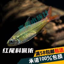 South American Aquarium Society South American imported ornamental fish Red-tailed Copei tropical fish swim small fish Lamp fish