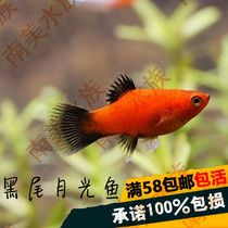 South American water community small panda fish black tail moon moonfish ornamental living tropical straw-cylinder fish birth small fish to breed