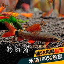 South American Water Community Rainbow Shark Food Residual Bait Clean Fish Aquarium Tool Fish Freshwater Tropical Fish Ornamental Fish Living