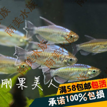 South American Water Society Congo Mermaid freshwater grass fish tank fish tropical ornamental fish flag fish live fish